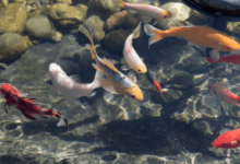Pond Filter