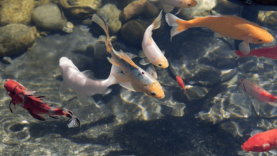 Pond Filter