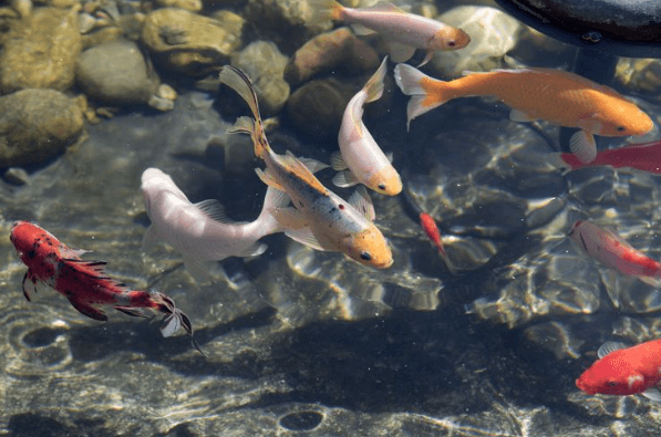 Pond Filter