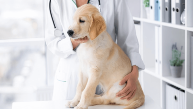 Comprehensive Care at Happy Valley Pet Hospital