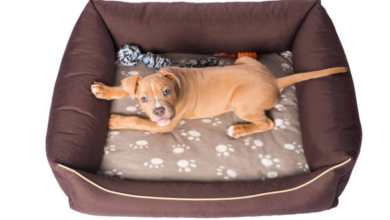 Keeping Your Pet Comfortable with a Chew Proof Dog Bed