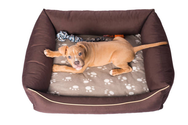 Keeping Your Pet Comfortable with a Chew Proof Dog Bed
