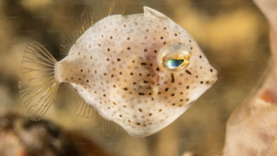 Big Forehead Goldfish: Understanding the Unique Charm of Oranda Goldfish