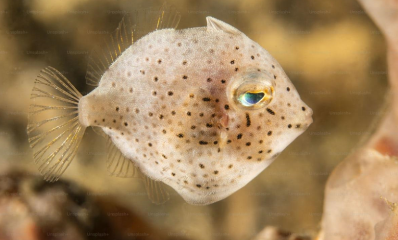 Big Forehead Goldfish: Understanding the Unique Charm of Oranda Goldfish