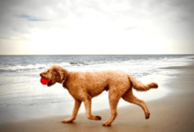 Adorable Mini Goldendoodles for Sale Ready for Loving Homes