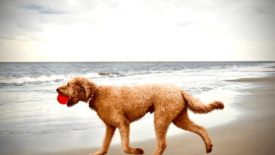 Adorable Mini Goldendoodles for Sale Ready for Loving Homes