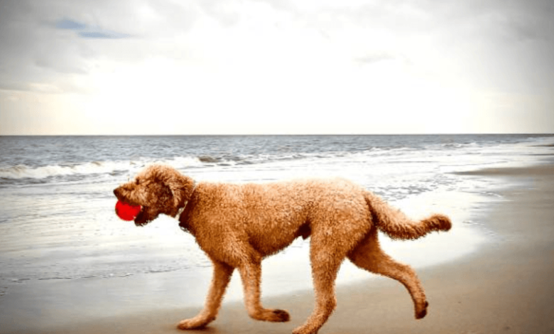 Adorable Mini Goldendoodles for Sale Ready for Loving Homes